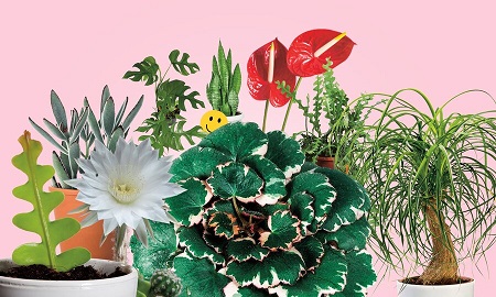 ۱۰ گیاهی که فضای خانه را شاداب می‌کند