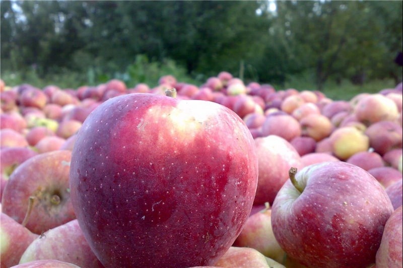 700  هزار تن سیب در راه بورس کالا / رخ زرد قطب صادرات سیب ایران سرخ می شود؟