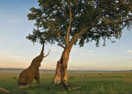 درختی که حیوانات را مست می کند