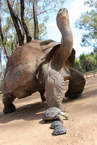 سنگین ترین لاک‌پشت جهان