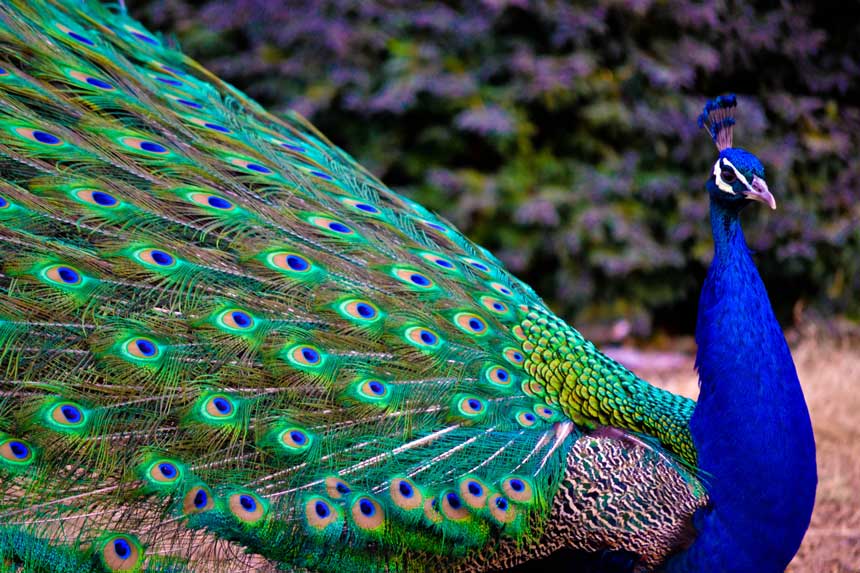 تعبیر خواب طاووس چیست؟