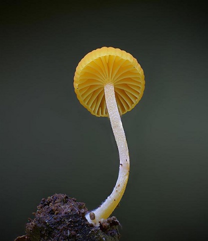 گونه ‌هایی بی‌نظیر از قارچ‌ های غول پیکر / عکس