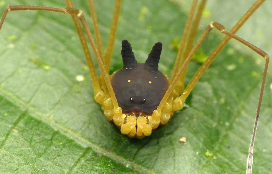 عنکبوتی با سر گرگ / عکس