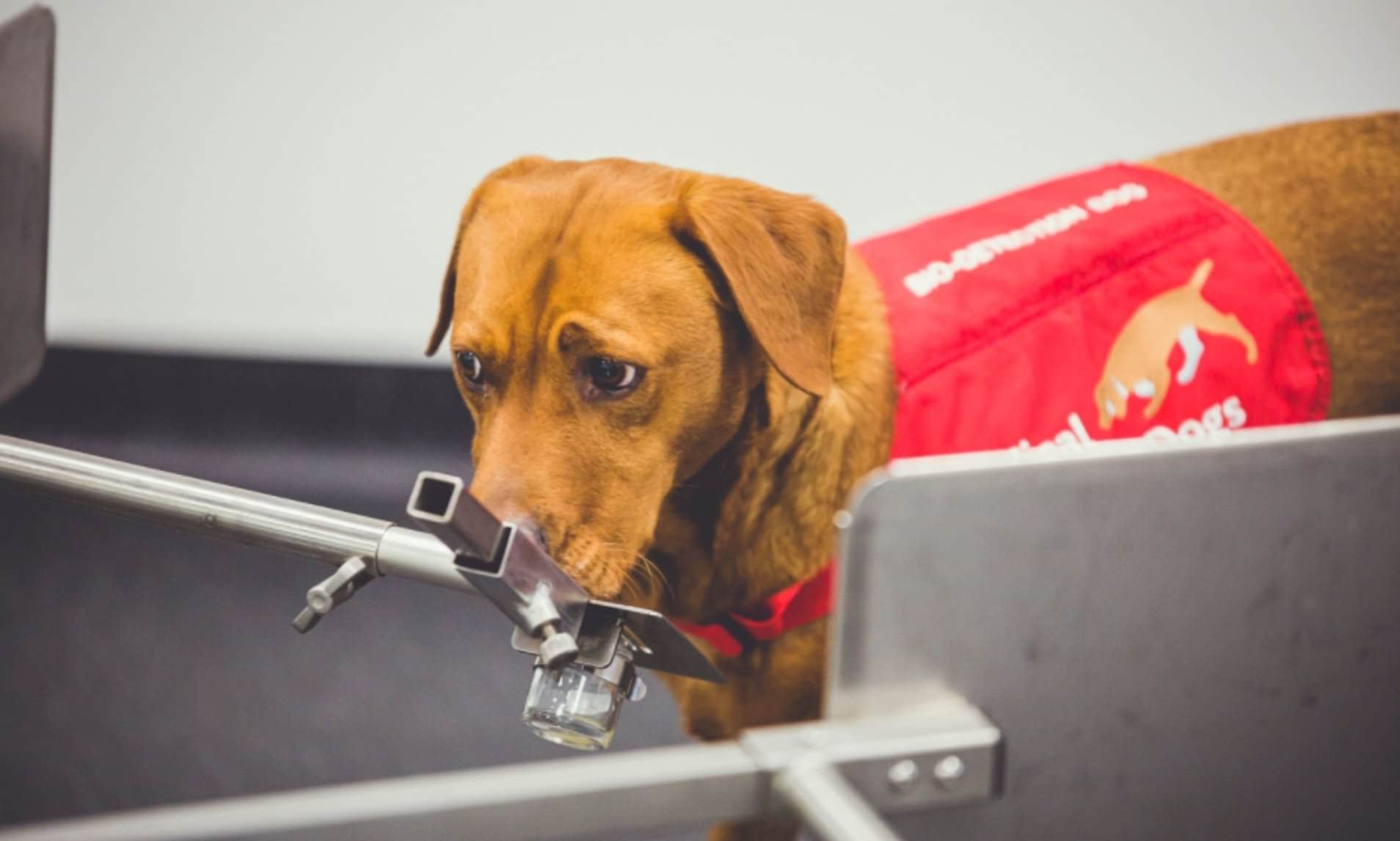 بینی رباتیکی که با تقلید از سگ ‌ها، سرطان را بو می‌کشد