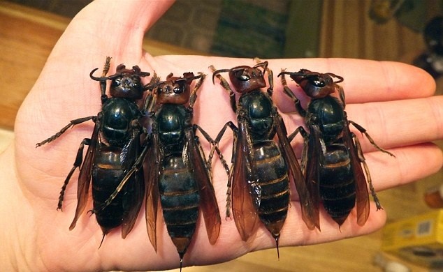 خطرناک ترین زنبور دنیا / عکس