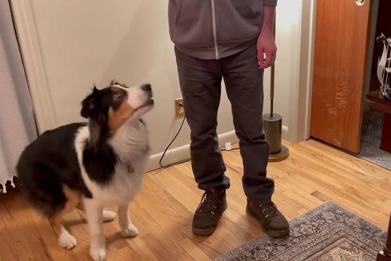 تربیت سگ ‌ها با استفاده از هوش مصنوعی
