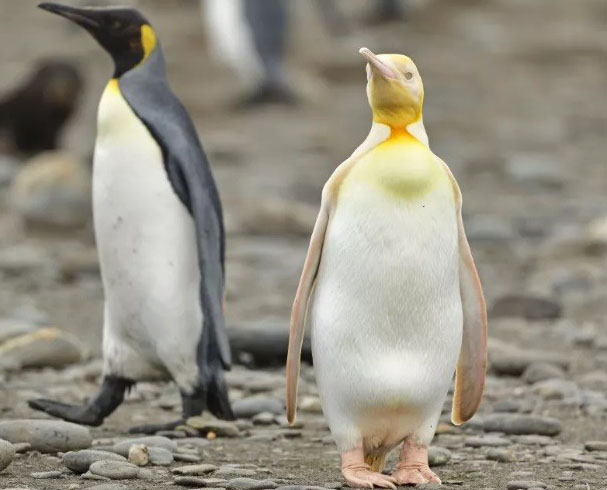 کشف پنگوئنی زرد رنگ در قطب جنوب / عکس
