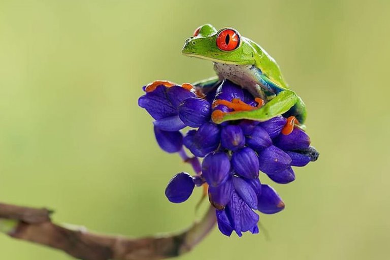 زیبای ترین حیوانات جنگل‌ های کاستاریکا / عکس