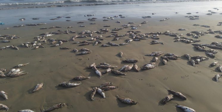 تعیین علت مرگ گربه ماهیان در ساحل جاسک
