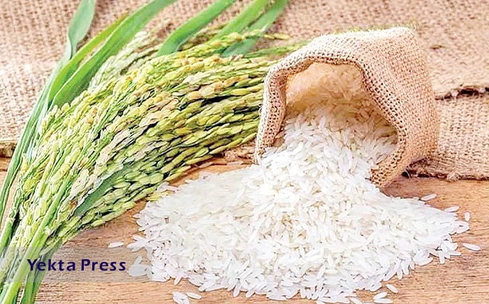 شاورزی مجلس احتکار برنج ایرانی را تأیید کرد