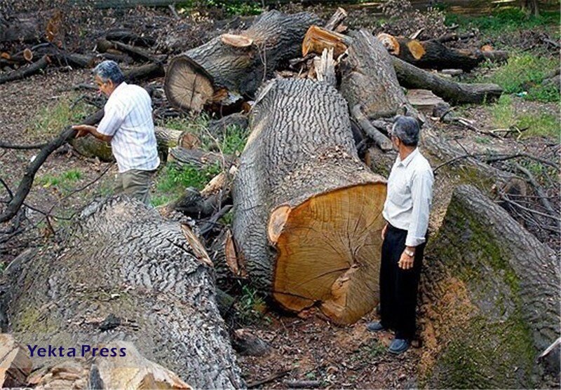 توقف بهره‌برداری چوب از جنگل‌های شمال