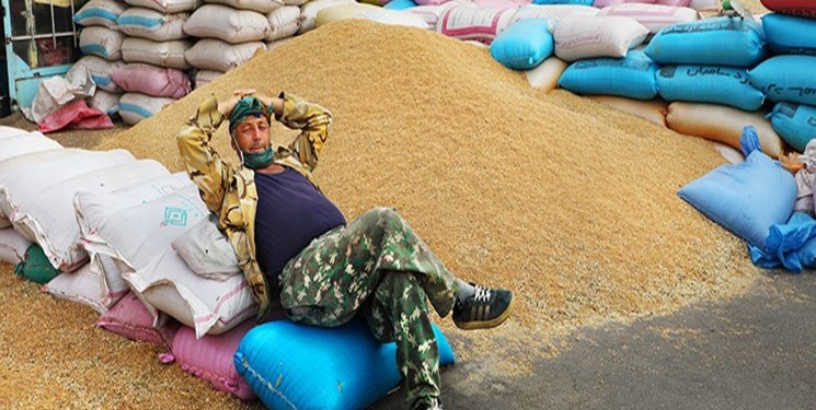 اشتیاق گندم‌کاران برای فروش گندم به دولت