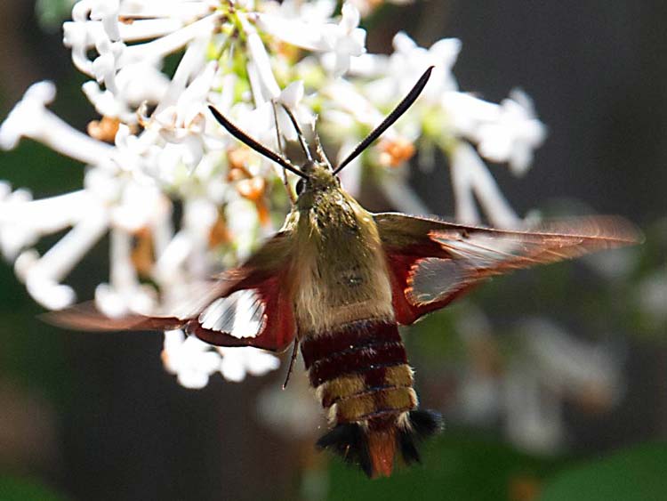 عجیب و غریب ترین حشرات جهان + عکس