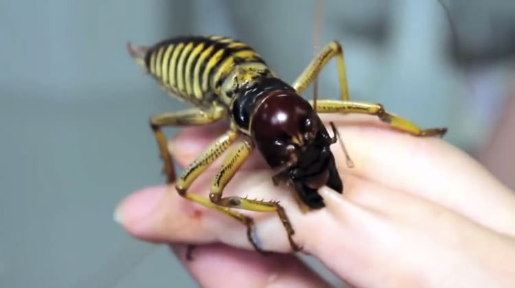 عجیب و غریب ترین حشرات جهان + عکس