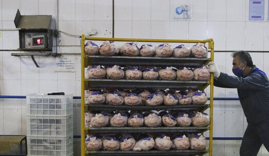 برنامه افزایش تولید مرغ