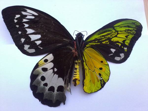 پروانه ای نادر