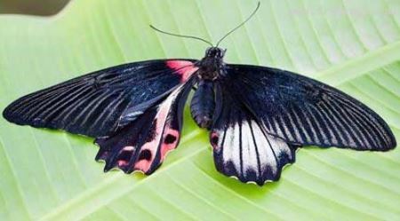 پروانه ای نادر 