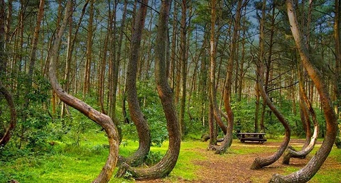 عجیب ترین جنگل های جهان