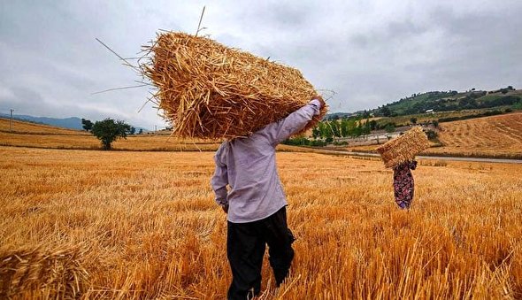 پیامدهای نرخ جدید خرید تضمینی گندم / عدم اعتماد کشاورزان به مدیریت دولت