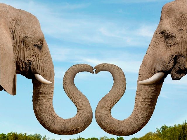 حقایقی جالبی از فیل ها، آیا میدانستید؟