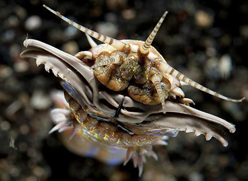 ترسناک ترین موجودات دریایی جهان