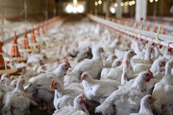 افزایش واردات مرغ یارانه‌ای