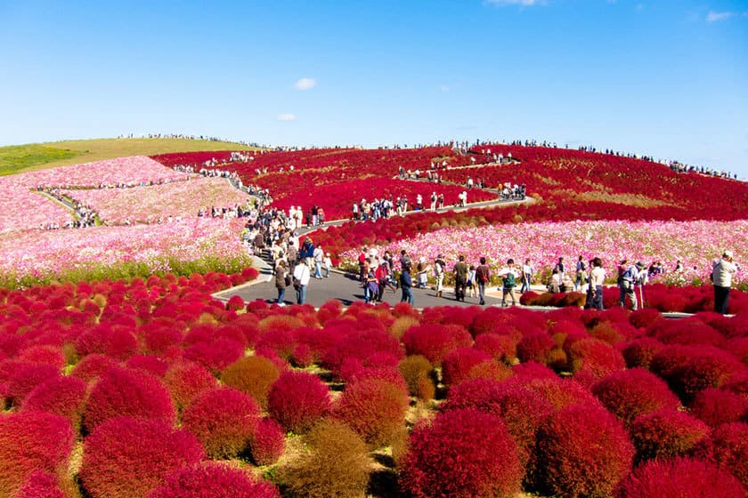 پارک هیتاچی ژاپن چهار بهار رنگین
