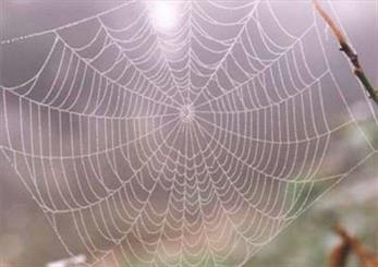 پلاستیک جدید گیاهی با الهام از تار عنکبوت