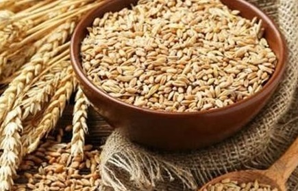 خرید ۱.۵ میلیون تن گندم از کشاورزان