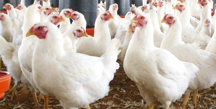تولید مرغ و تخم مرغ توسط اعراب