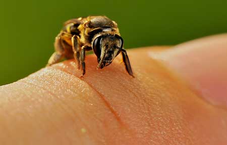  نیش زنبور عسل 