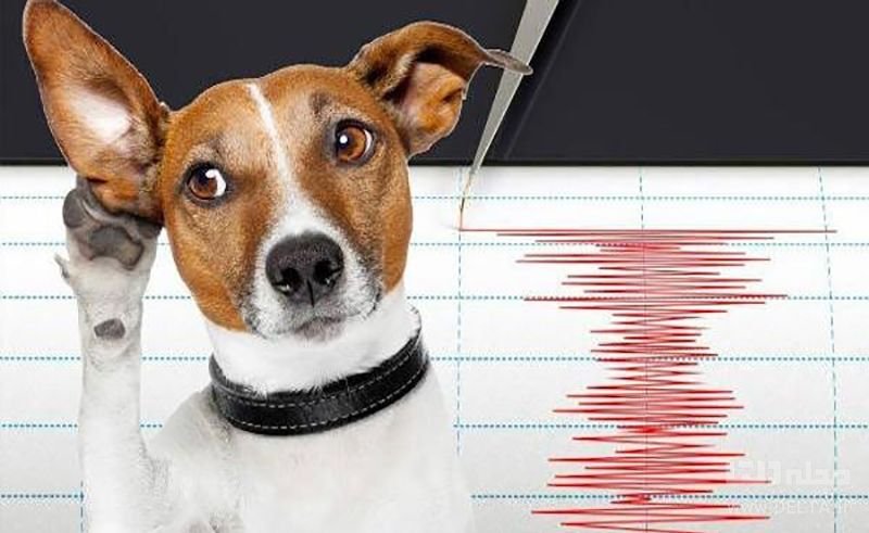 واقعا حیوانات قبل از انسان زلزله را تشخیص می‌دهند؟