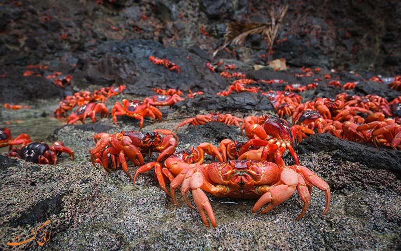 حمله خرچنگ به جزیره ای در استرالیا