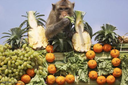  جشنی عجیب برای میمون ها در تایلند