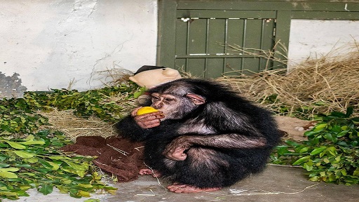 شامپانزه ایرانی