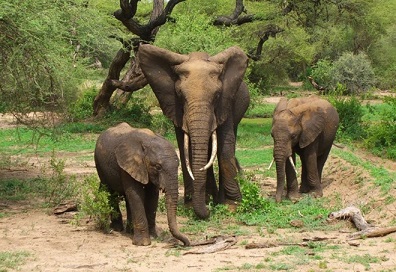 راهکار چینی ها برای هدایت فیل های وحشی گمشده