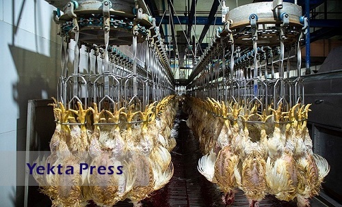 واردات هفتگی ۳ تا ۵ میلیون تخم‌مرغ نطفه‌دار گوشتی