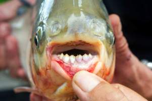 ماهی عجیبی که دندان‌هایی شبیه به انسان دارد!