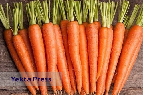 ۲۶۰ هزار تن هویج در تابستان امسال تولید شد