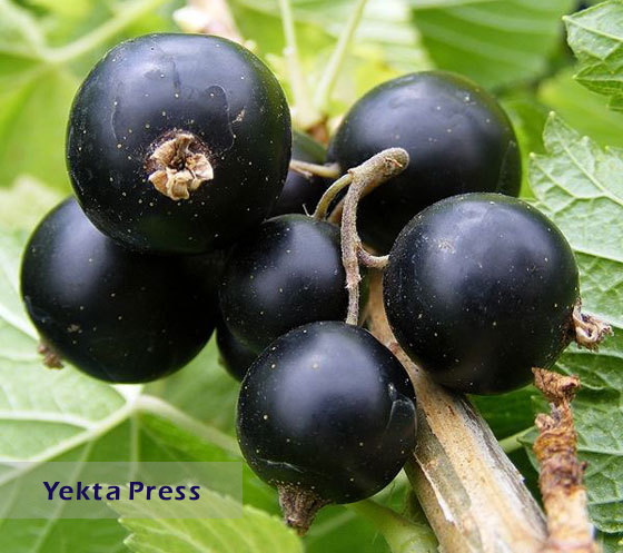 طعم و مزه انگور فرنگی سیاه چگونه است؟
