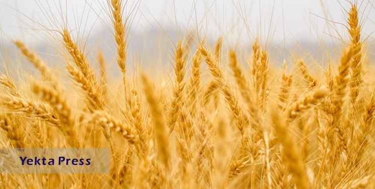 افزایش 6 دلاری قیمت گندم در بازارهای جهانی
