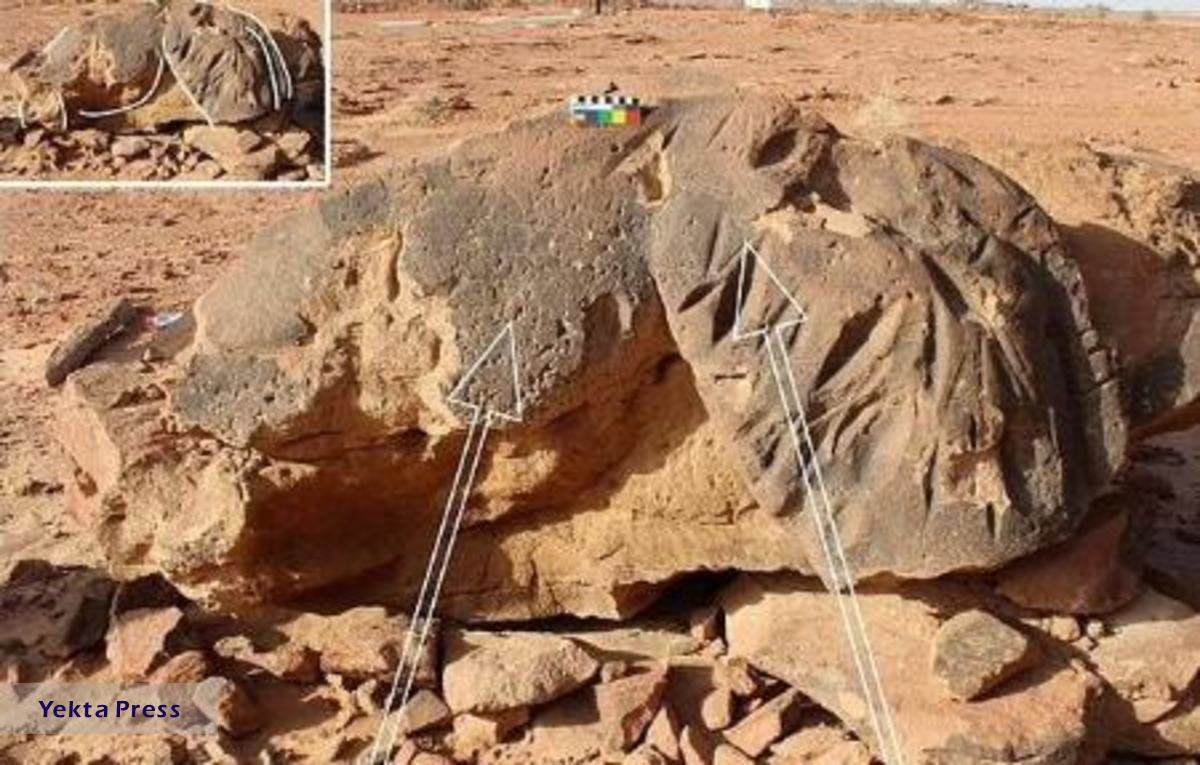 فسیل شتر 8هزار ساله کشف شد