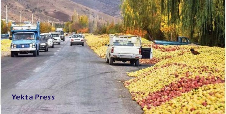 خرید سیب صنعتی غرب کشور از امروز آغاز شد