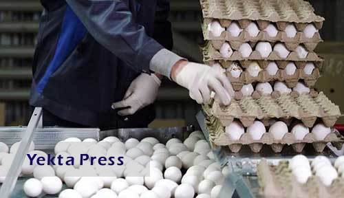قیمت شوکه کننده هر شانه تخم مرغ اعلام شد