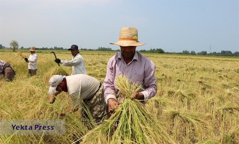  واردات برنج به نفع یا ضرر