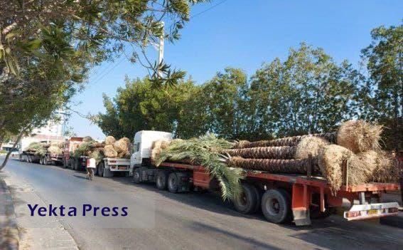 صادرات نخل‌های مناطق جنوبی ایران