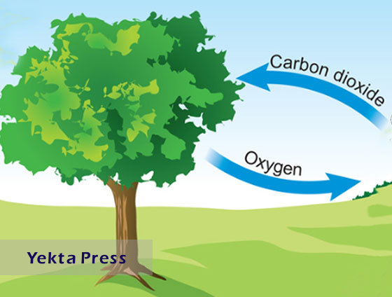 درختان چگونه اکسیژن تولید می کنند؟
