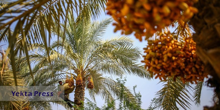 ماجرای صادرات درختان نخل جنوب به کشور‌های عربی