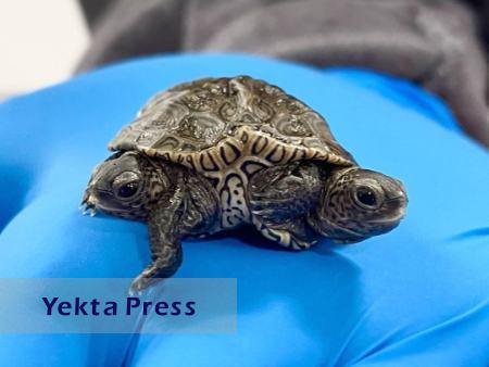 تولد یک لاکپشت دوسر نادر در آمریکا