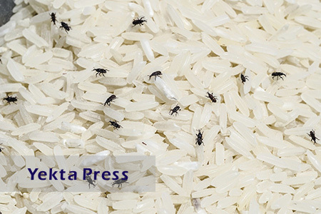 از بین بردن حشرات برنج